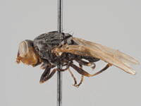 Attēlu rezultāti vaicājumam “Tetanops myopina”