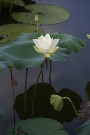 Attēlu rezultāti vaicājumam “Nymphaea alba leaf”