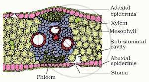 Attēlu rezultāti vaicājumam “Zea mays leaf”