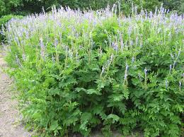 Attēlu rezultāti vaicājumam “Galega orientalis leaf”