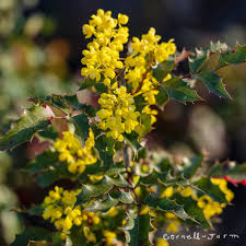 Attēlu rezultāti vaicājumam “Mahonia aquifolium”
