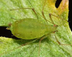 Attēlu rezultāti vaicājumam “Macrosiphoniella absinthii”