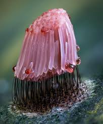 Attēlu rezultāti vaicājumam “Stemonitis lignicola macro”