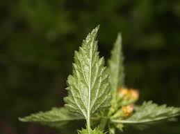 Attēlu rezultāti vaicājumam “Lamiastrum galeobdolon bud”