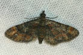 Attēlu rezultāti vaicājumam “Gymnoscelis rufifasciata”