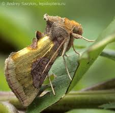 Attēlu rezultāti vaicājumam “Diachrysia tutti”