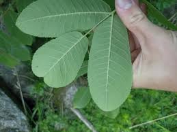 Attēlu rezultāti vaicājumam “Juglans ailanthifolia”