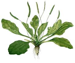 Attēlu rezultāti vaicājumam “Plantago media leaf”