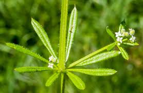 Attēlu rezultāti vaicājumam “Galium elongatum leaf”