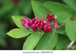 Attēlu rezultāti vaicājumam “Lonicera tatarica bud”