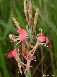 Attēlu rezultāti vaicājumam “Saussurea esthonica flower”
