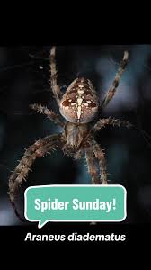 Attēlu rezultāti vaicājumam “Araneus diadematus female”