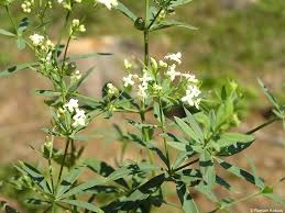 Attēlu rezultāti vaicājumam “Galium schultesii flower”