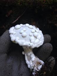 Attēlu rezultāti vaicājumam “Hypomyces chrysospermus”