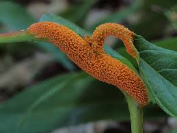 Attēlu rezultāti vaicājumam “Puccinia coronata”