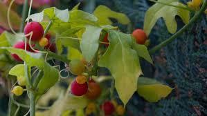 Attēlu rezultāti vaicājumam “Bryonia alba fruit”
