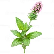 Attēlu rezultāti vaicājumam “Mentha spicata flower”