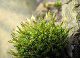 Attēlu rezultāti vaicājumam “Ulota crispa”