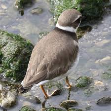 Attēlu rezultāti vaicājumam “Charadrius hiaticula adult”