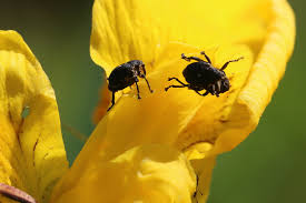 Attēlu rezultāti vaicājumam “Mononychus punctumalbum”