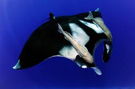 Image result for Mobula birostris