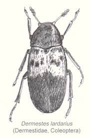 Attēlu rezultāti vaicājumam “Dermestidae”