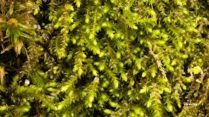 Attēlu rezultāti vaicājumam “Plagiothecium cavifolium”