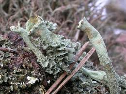 Attēlu rezultāti vaicājumam “Cladonia deformis”
