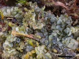 Attēlu rezultāti vaicājumam “Calypogeia sphagnicola”