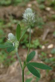 Attēlu rezultāti vaicājumam “Trifolium arvense”
