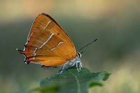 Attēlu rezultāti vaicājumam “Thecla betulae female”