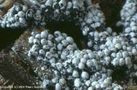 Attēlu rezultāti vaicājumam “Claustria didermoides macro”