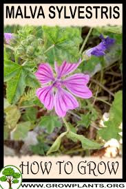 Image result for Malva sylvestris