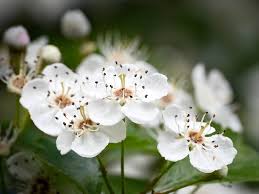 Attēlu rezultāti vaicājumam “Crataegus laevigata flower”