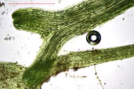 Attēlu rezultāti vaicājumam “Riccia rhenana”