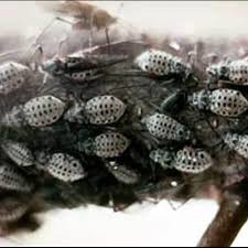 Attēlu rezultāti vaicājumam “Aphis confusa”