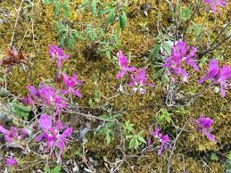 Attēlu rezultāti vaicājumam “Rhododendron canadense”