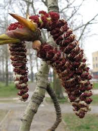 Attēlu rezultāti vaicājumam “Populus x petrowskyana”