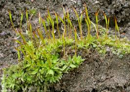 Attēlu rezultāti vaicājumam “Tortula subulata”