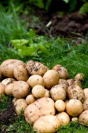 Attēlu rezultāti vaicājumam “Solanum tuberosum”