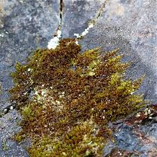 Attēlu rezultāti vaicājumam “Pseudoleskeella nervosa”