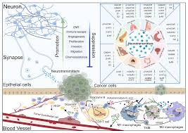 Image result for Kamal Orlando Ibrahim