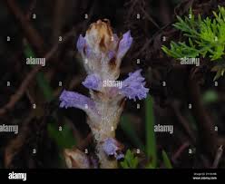 Attēlu rezultāti vaicājumam “Orobanche coerulescens flower”