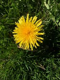 Attēlu rezultāti vaicājumam “Taraxacum suecicum leaf”