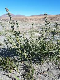 Attēlu rezultāti vaicājumam “Chenopodium acerifolium”