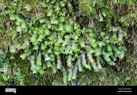 Attēlu rezultāti vaicājumam “Fissidens adianthoides sporophyte”