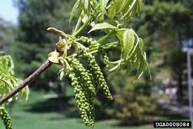 Attēlu rezultāti vaicājumam “Carya cordiformis”