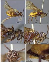 Attēlu rezultāti vaicājumam “Euura brevicornis”