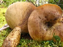 Attēlu rezultāti vaicājumam “Lactarius repraesentaneus”