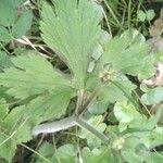 Attēlu rezultāti vaicājumam “Ranunculus lanuginosus”